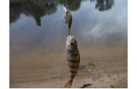 Jackall - Воблер Chubby Minnow 35 ayu - фотография пользователя