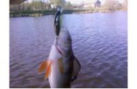 Jackall - Воблер Chubby Minnow 35 ayu - фотография пользователя