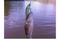 Jackall - Воблер Chubby Minnow 35 ayu - фотография пользователя
