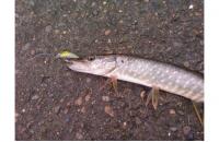 Jackall - Воблер Chubby Minnow 35 ayu - фотография пользователя