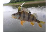 Jackall - Воблер Diving Chubby 38 ayu - фотография пользователя