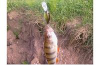 Jackall - Воблер Diving Chubby 38 ayu - фотография пользователя