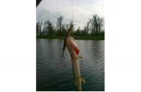 ZipBaits - Воблер Orbit 110SP-SR 312 - фотография пользователя