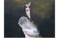 Aiko - Воблер Shine Minnow 38S G14 - фотография пользователя