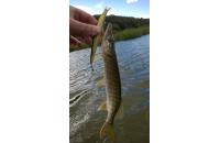 Megabass - Воблер X-120 m moss back golden shad ob - фотография пользователя