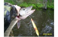 Salmo - Воблер Jack F18 RPE floating - фотография пользователя