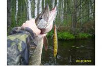 Salmo - Воблер Jack F18 RPE floating - фотография пользователя