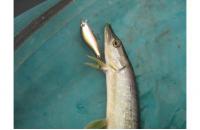 ZipBaits - Воблер Khamsin Jr. 50 SR 600R - фотография пользователя