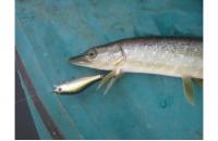 ZipBaits - Воблер Khamsin Jr. 50 SR 600R - фотография пользователя
