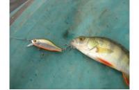 ZipBaits - Воблер Khamsin Jr. 50 SR 600R - фотография пользователя