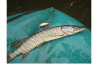 ZipBaits - Воблер Khamsin Jr. 50 SR 600R - фотография пользователя