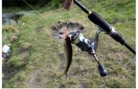 Shimano - Катушка Elf С 2000 11 - фотография пользователя