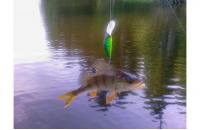 Jackall - Воблер Diving Chubby Minnow 35SP matt tiger - фотография пользователя