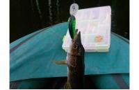 Jackall - Воблер Diving Chubby Minnow 35SP matt tiger - фотография пользователя