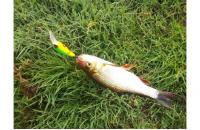 Jackall - Воблер Diving Chubby Minnow 35SP matt tiger - фотография пользователя