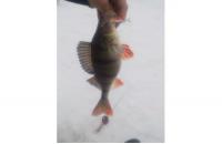 Балансир Rapala W03/BSR - фотография пользователя