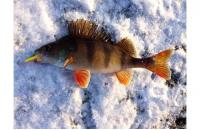 Балансир Rapala W03/BYR - фотография пользователя