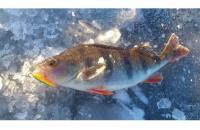 Балансир Rapala W03/BYR - фотография пользователя