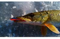 Балансир Rapala W03/SSD - фотография пользователя