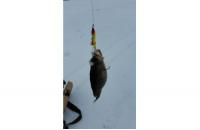 Балансир Rapala W05/HT - фотография пользователя