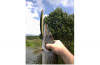 Megabass - Воблер X-140 pm fujikawa ayu - фотография пользователя