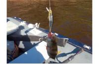 Megabass - Воблер X-70 m ginkuro ob - фотография пользователя