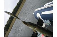 ZipBaits - Воблер Orbit 110SP-SR 084R - фотография пользователя