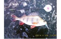 Балансир Rapala W03/CHBM - фотография пользователя