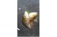 Балансир Rapala W05/LP - фотография пользователя