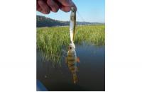 Imakatsu - Воблер Buzz Bill Minnow 110F 67 Bone Ayu - фотография пользователя
