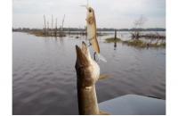 Imakatsu - Воблер Buzz Bill Minnow 110F 67 Bone Ayu - фотография пользователя