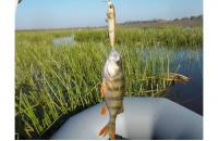 Imakatsu - Воблер Buzz Bill Minnow 110F 67 Bone Ayu - фотография пользователя