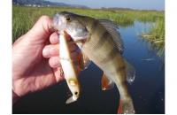 Imakatsu - Воблер Buzz Bill Minnow 110F 67 Bone Ayu - фотография пользователя