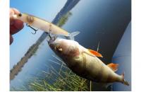 Imakatsu - Воблер Buzz Bill Minnow 110F 67 Bone Ayu - фотография пользователя
