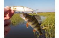 Imakatsu - Воблер Buzz Bill Minnow 110F 67 Bone Ayu - фотография пользователя