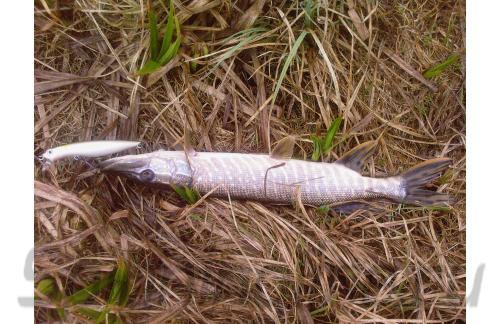 Воблер Dead Minnow 90F 540 - фотография загружена пользователем 2