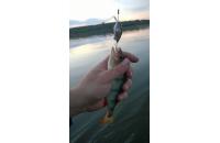 Megabass - Воблер Baby Griffon gs moroko - фотография пользователя