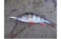 ZipBaits - Воблер Khamsin Tiny 40 SP-DR 510R - фотография пользователя