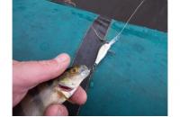 ZipBaits - Воблер Khamsin Tiny 40 SP-DR 510R - фотография пользователя