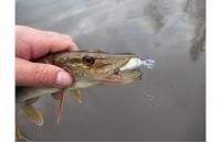 ZipBaits - Воблер Khamsin Tiny 40 SP-DR 510R - фотография пользователя