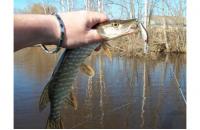 ZipBaits - Воблер Khamsin Tiny 40 SP-DR 510R - фотография пользователя