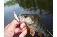 ZipBaits - Воблер Khamsin Tiny 40 SP-DR 510R - фотография пользователя