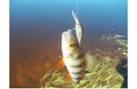 ZipBaits - Воблер Khamsin Tiny 40 SP-DR 510R - фотография пользователя