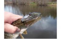 ZipBaits - Воблер Khamsin Tiny 40 SP-DR 510R - фотография пользователя