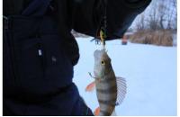Балансир Rapala W03/GLP - фотография пользователя
