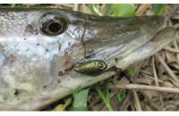 Angler