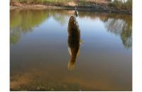 Angler