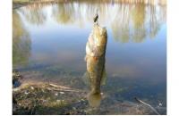 Angler