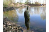 Angler