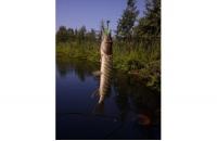 Reins - Приманка FAT G-Tail Grub 2" 419 Chart Pepper - фотография пользователя